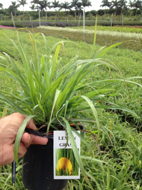 cymbopogon-flexuosus-east-indian-lemon-grass