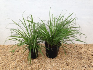 cymbopogon-flexuosus-east-indian-lemon-grass
