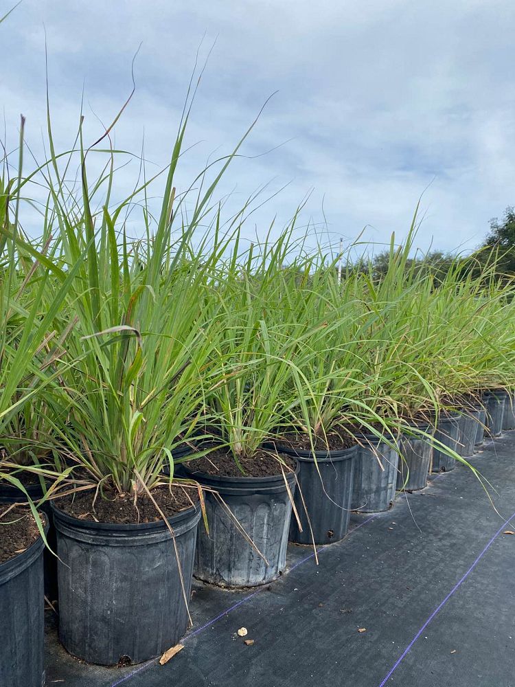 cymbopogon-lemon-grass
