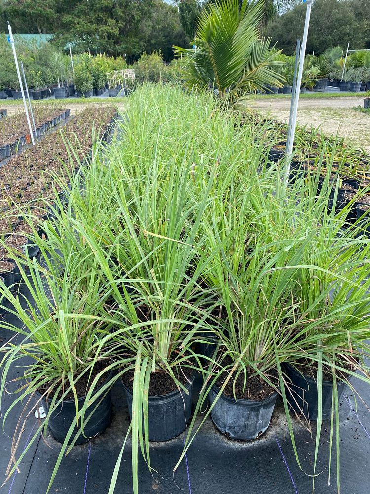 cymbopogon-lemon-grass