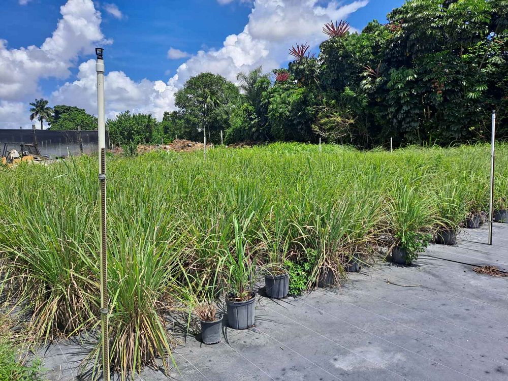 cymbopogon-lemon-grass