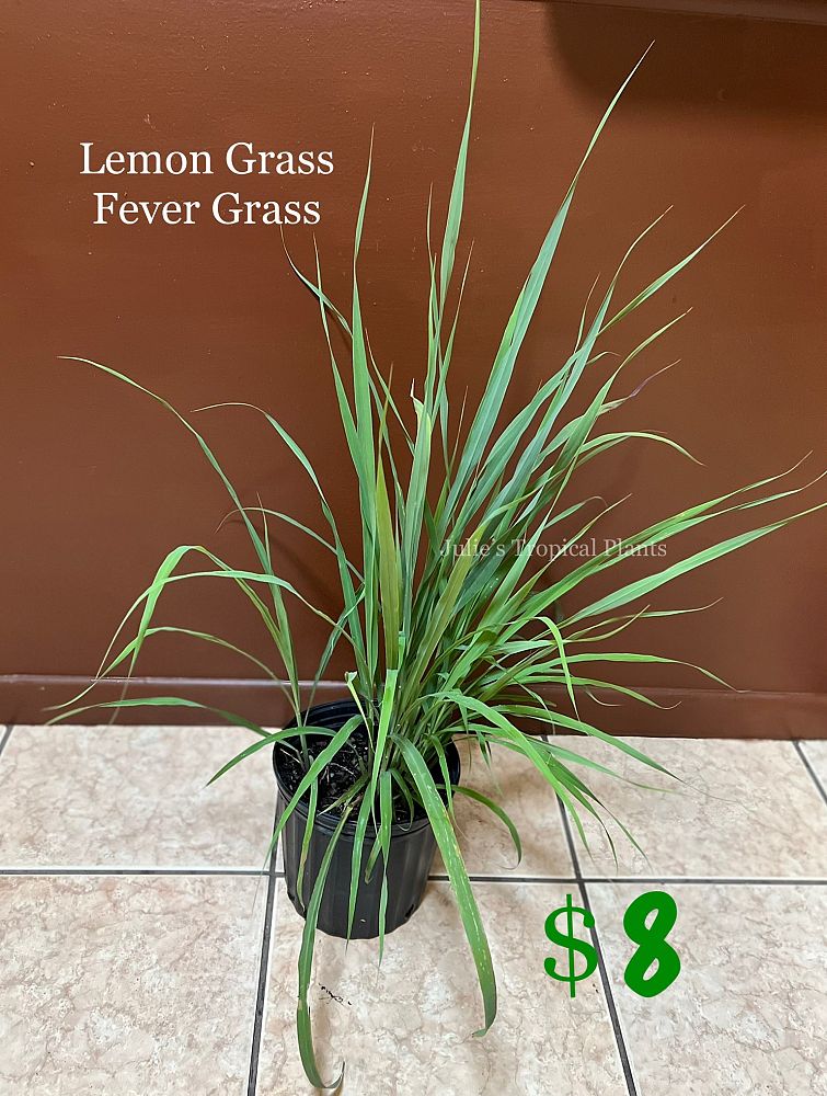 cymbopogon-lemon-grass