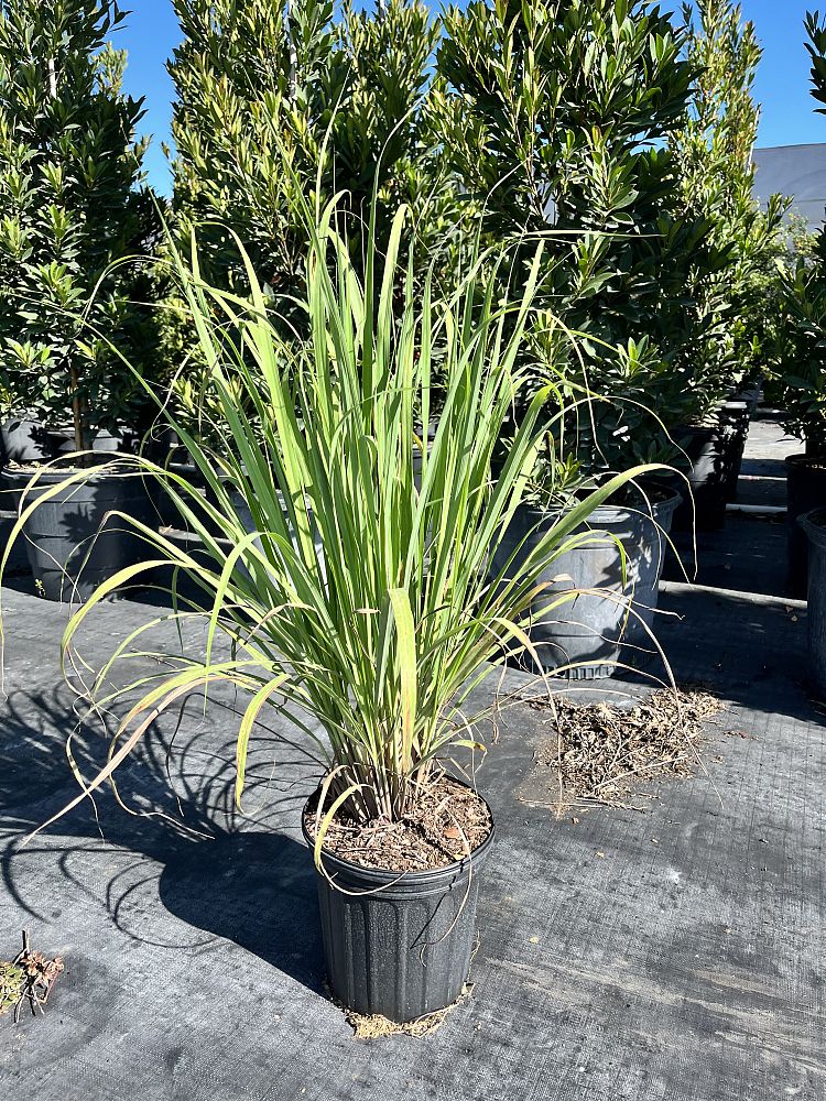 cymbopogon-lemon-grass