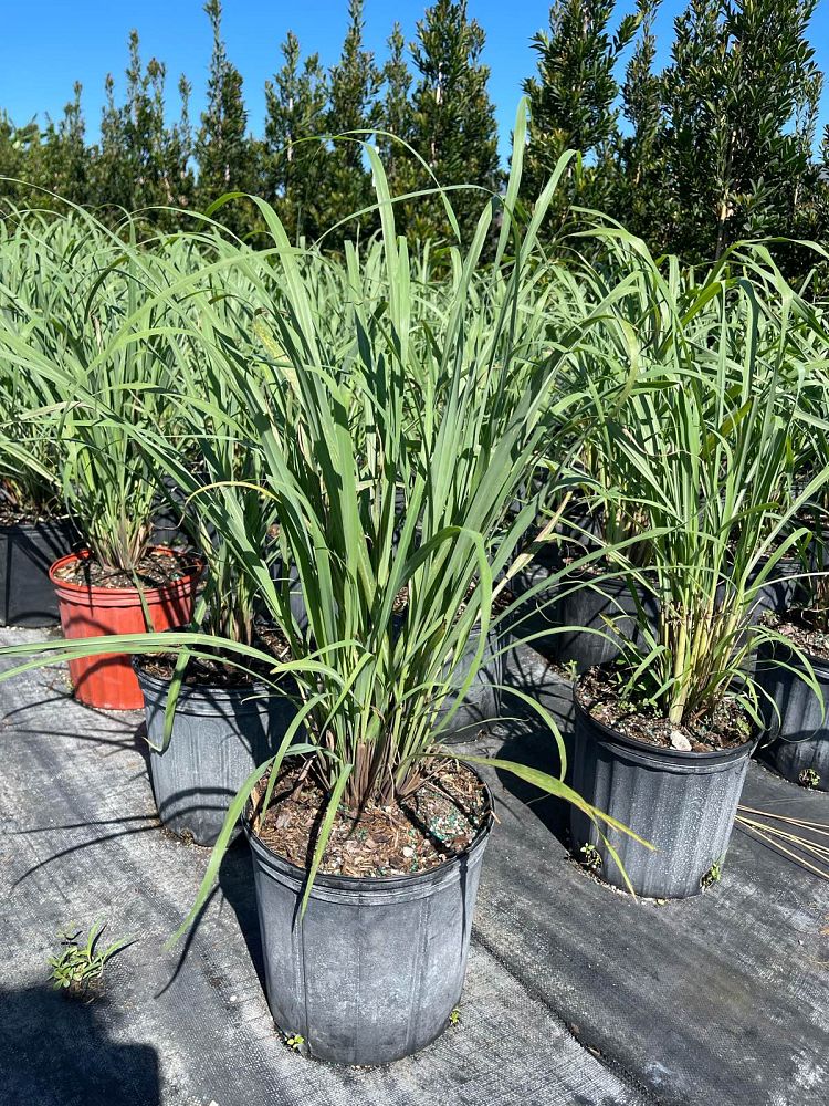 cymbopogon-lemon-grass