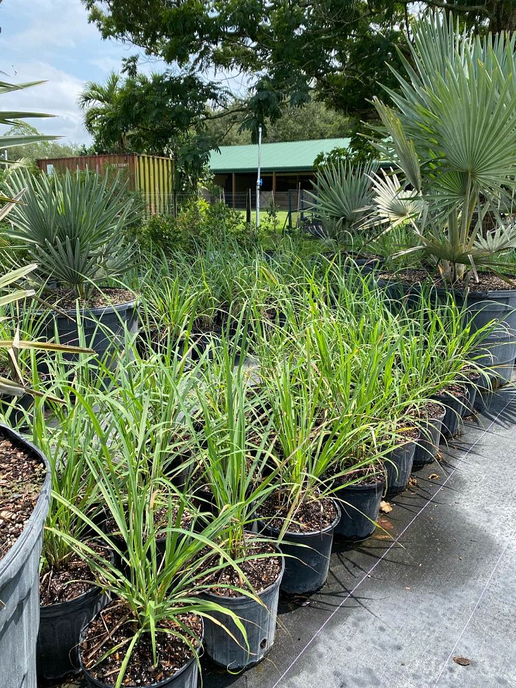 cymbopogon-lemon-grass