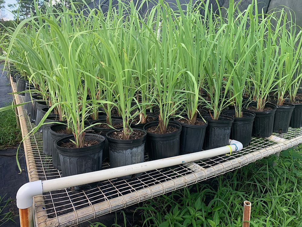 cymbopogon-lemon-grass