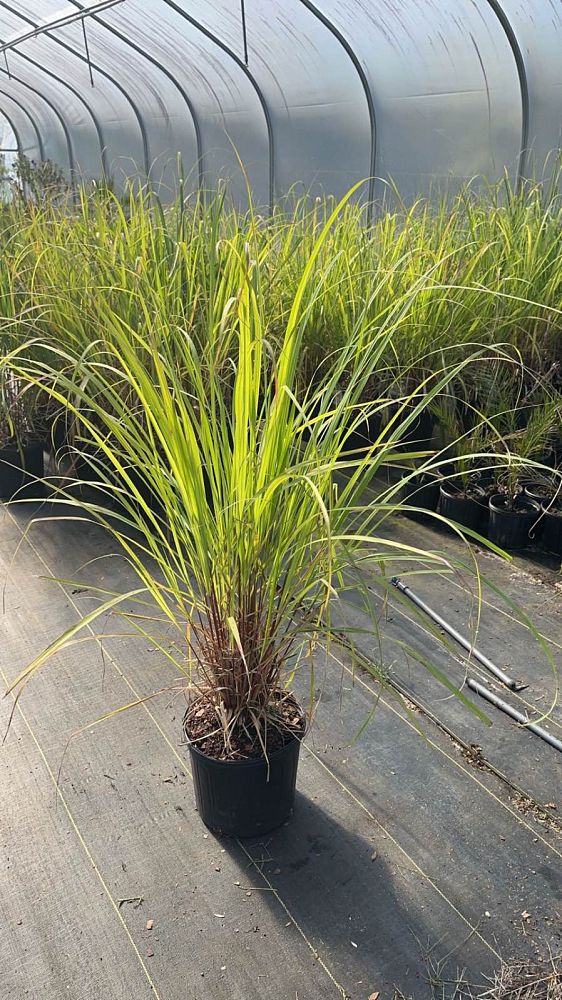 cymbopogon-lemon-grass