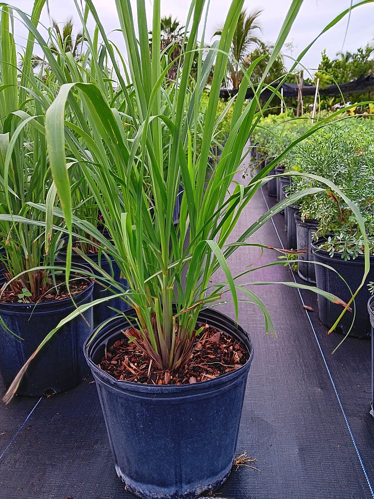 cymbopogon-lemon-grass