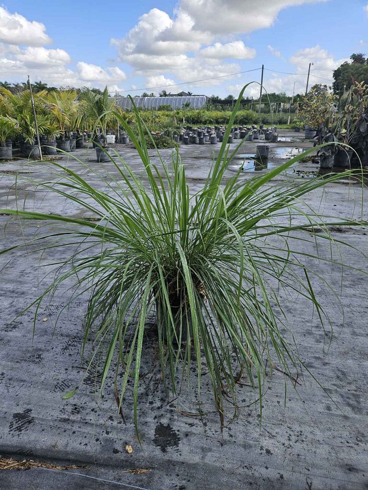 cymbopogon-lemon-grass