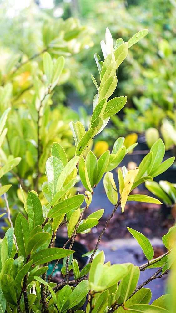 cynophalla-flexuosa-limber-caper-capparis-flexuosa