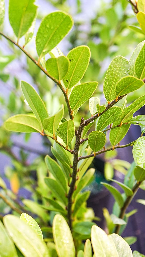 cynophalla-flexuosa-limber-caper-capparis-flexuosa