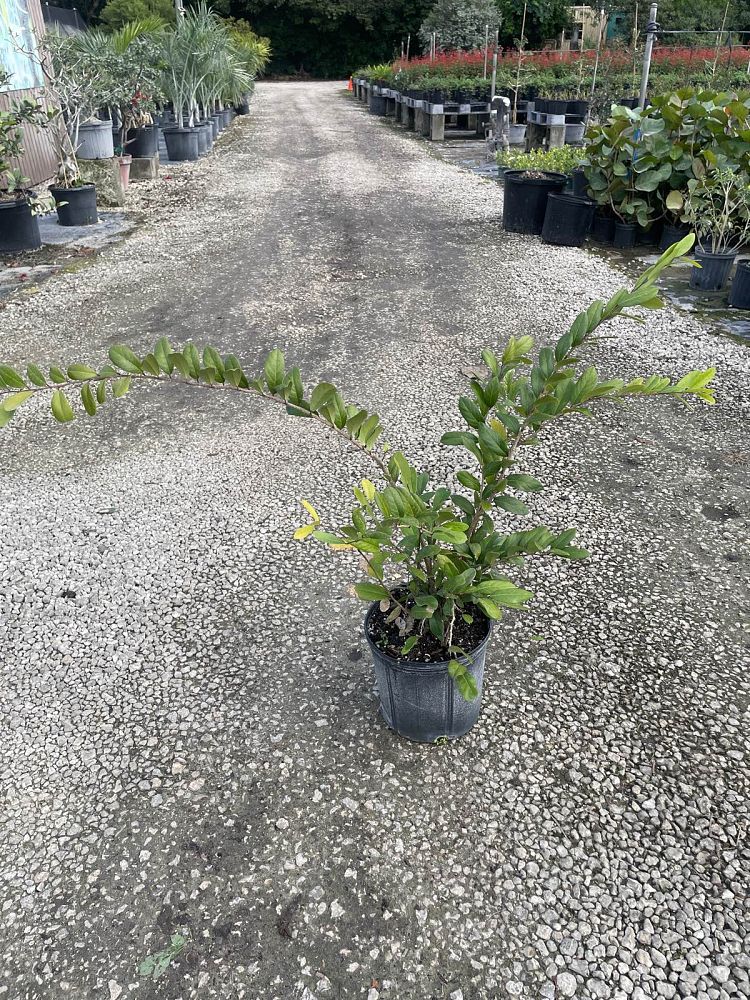 cynophalla-flexuosa-limber-caper-capparis-flexuosa