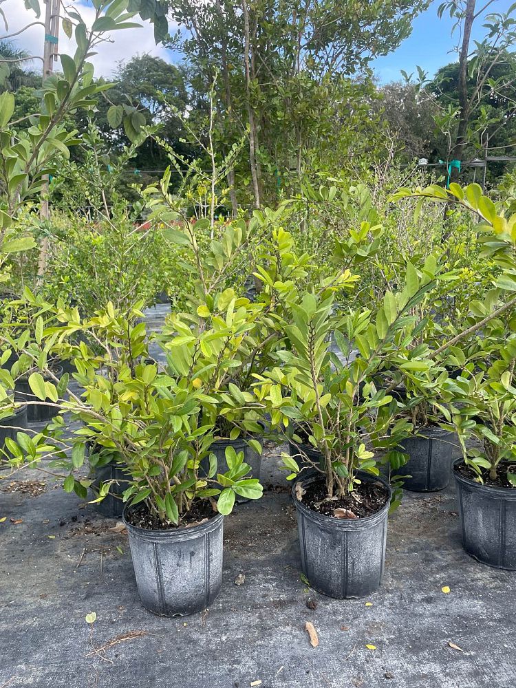 cynophalla-flexuosa-limber-caper-capparis-flexuosa