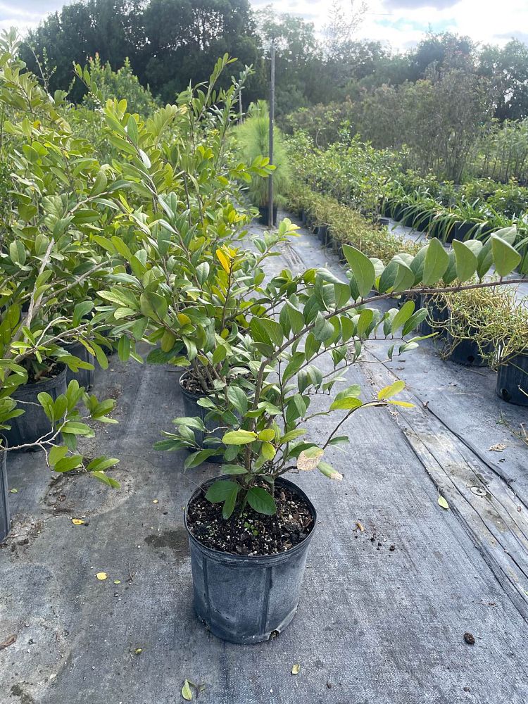 cynophalla-flexuosa-limber-caper-capparis-flexuosa