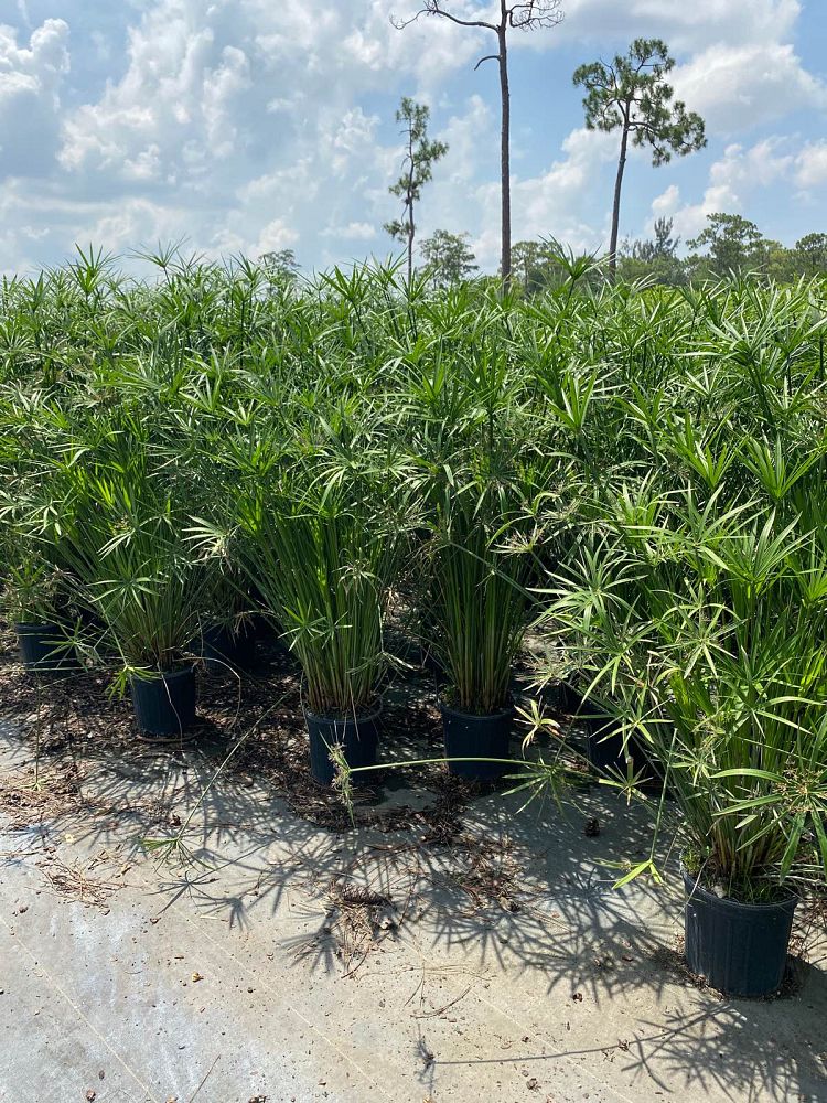 cyperus-alternifolius-umbrella-sedge