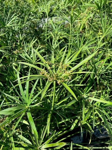 cyperus-alternifolius-umbrella-sedge
