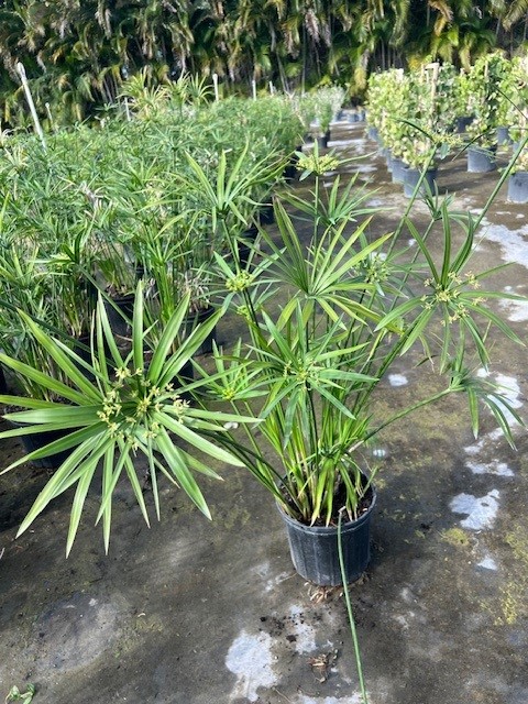 cyperus-alternifolius-umbrella-sedge