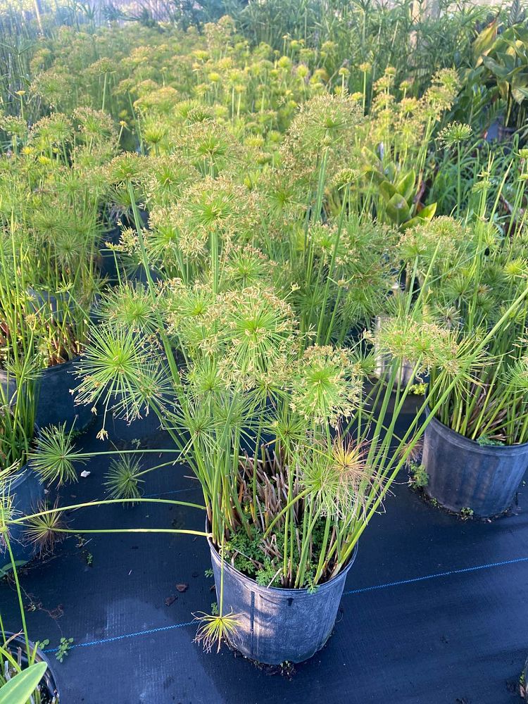 cyperus-halpan-dwarf-papyrus