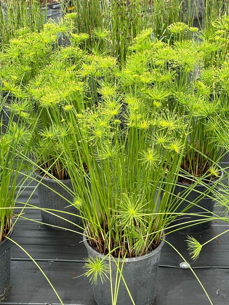 cyperus-halpan-dwarf-papyrus