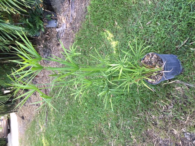 cyperus-haspan-american-papyrus