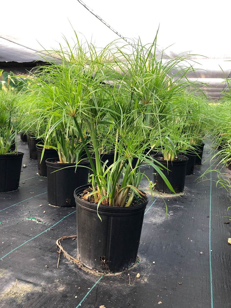 cyperus-isocladus-cyperus-papyrus-nanus-dwarf-papyrus