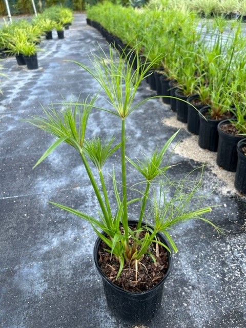 cyperus-isocladus-cyperus-papyrus-nanus-dwarf-papyrus
