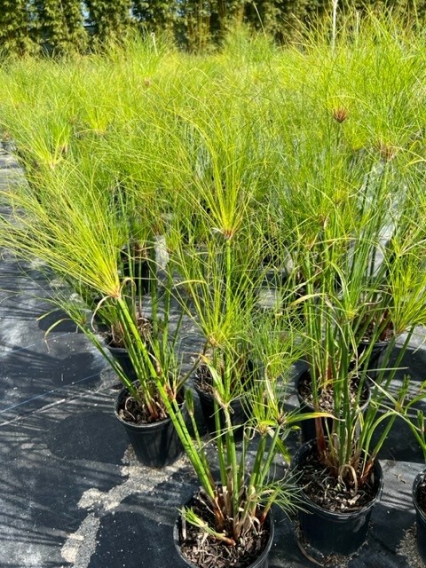 cyperus-isocladus-cyperus-papyrus-nanus-dwarf-papyrus