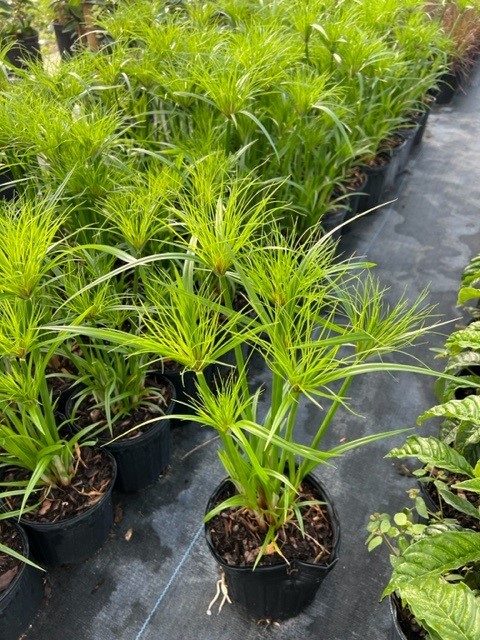 cyperus-isocladus-cyperus-papyrus-nanus-dwarf-papyrus