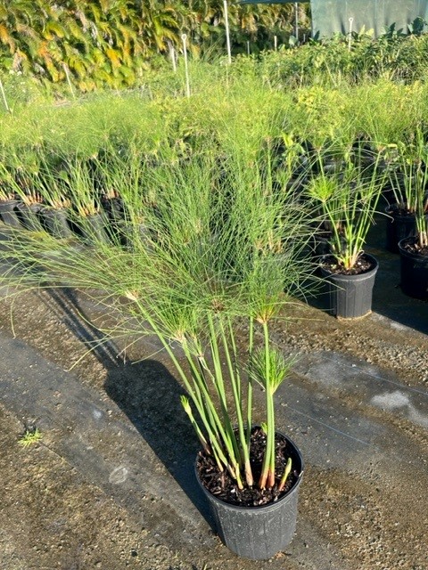 cyperus-isocladus-cyperus-papyrus-nanus-dwarf-papyrus