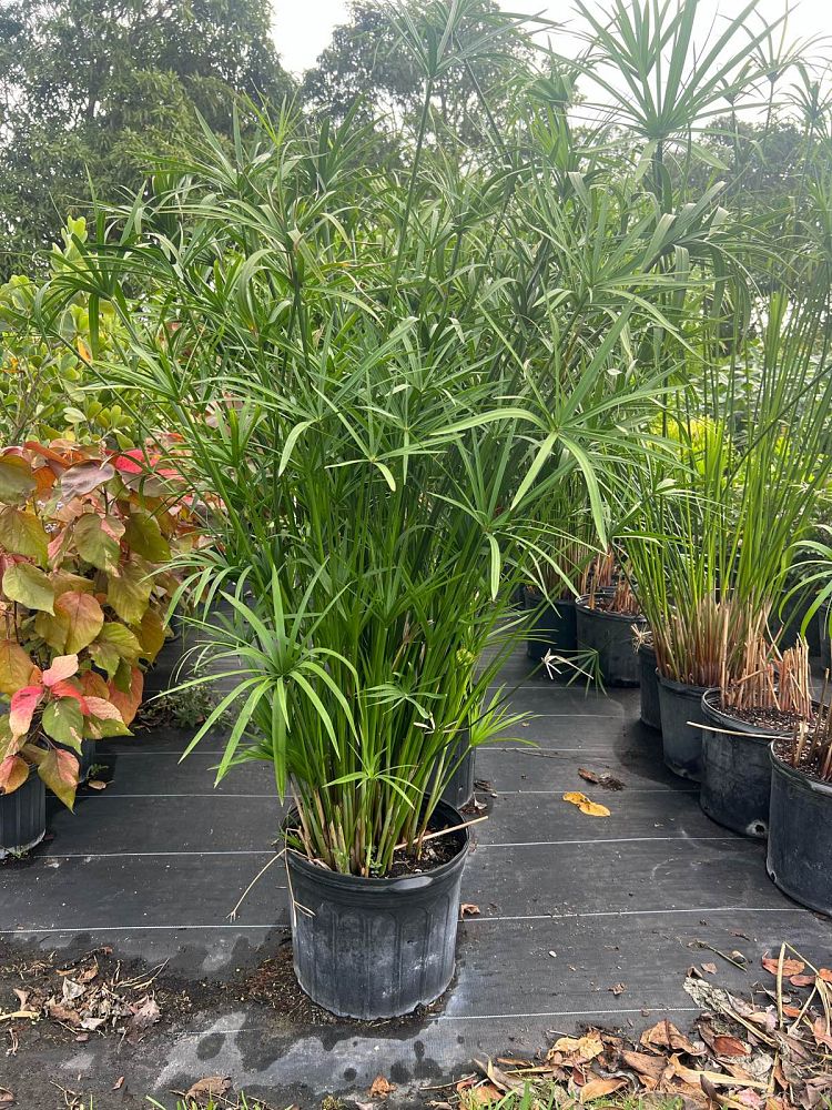 cyperus-papyrus-giant-egyptian-papyrus