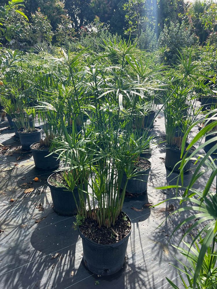 cyperus-papyrus-giant-egyptian-papyrus