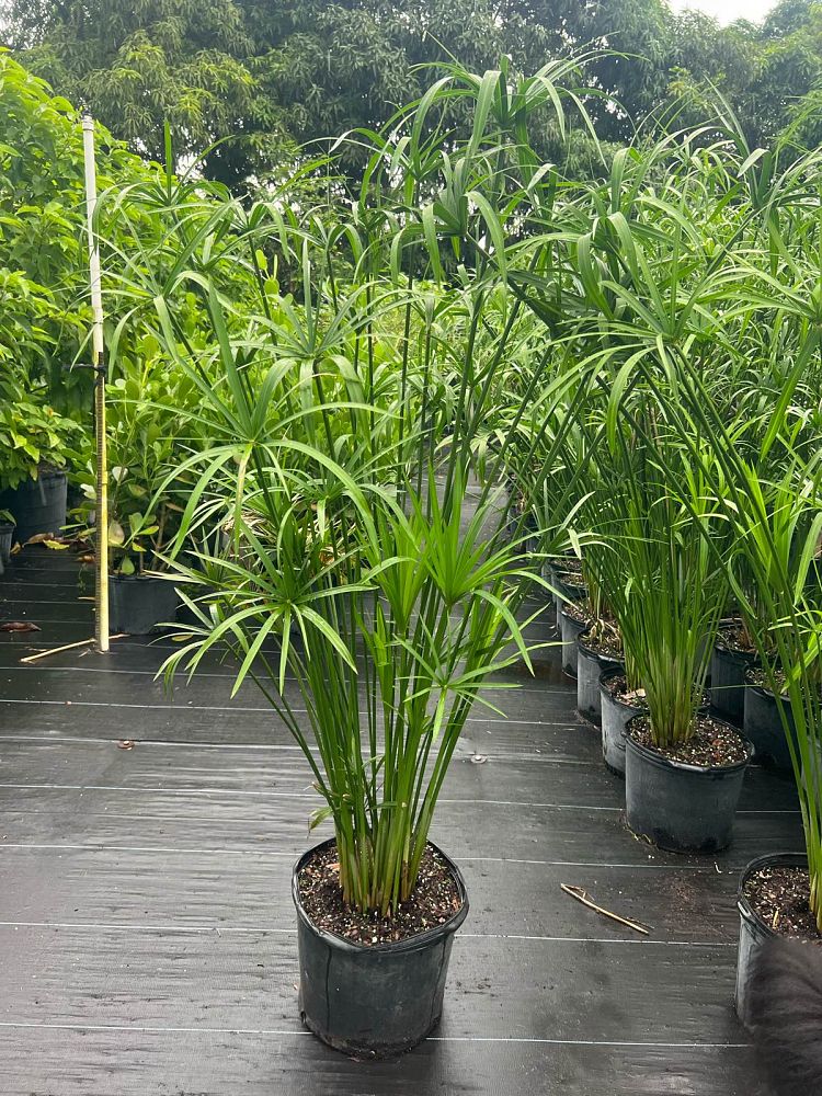 cyperus-papyrus-giant-egyptian-papyrus