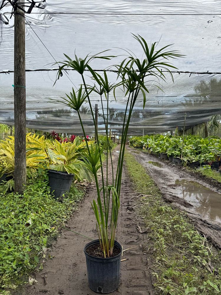 cyperus-papyrus-giant-egyptian-papyrus