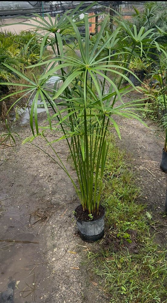 cyperus-papyrus-giant-egyptian-papyrus