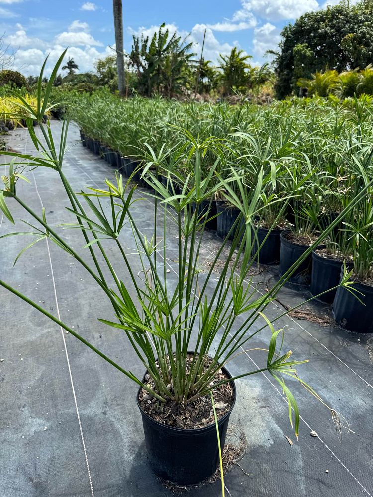 cyperus-papyrus-giant-egyptian-papyrus