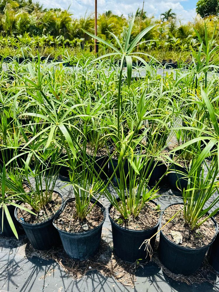cyperus-papyrus-giant-egyptian-papyrus