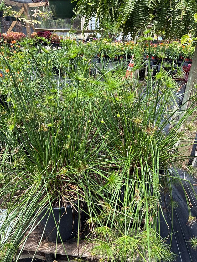 cyperus-papyrus-giant-egyptian-papyrus