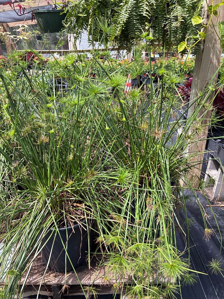 cyperus-papyrus-giant-egyptian-papyrus