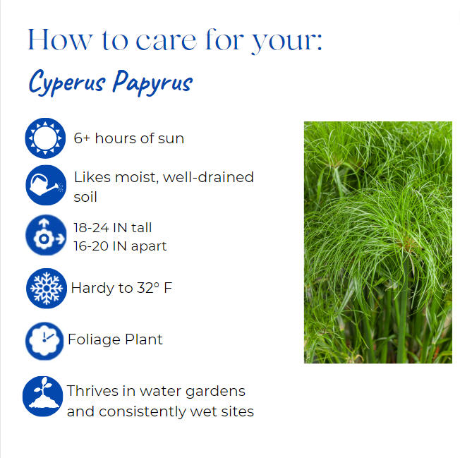 cyperus-papyrus-little-tut-little-giant-pappyrus