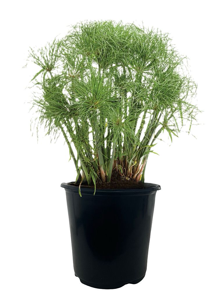 cyperus-papyrus-little-tut-little-giant-pappyrus