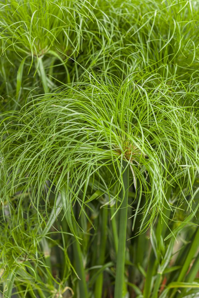 cyperus-papyrus-little-tut-little-giant-pappyrus