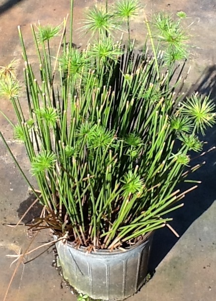 cyperus-prolifer-dwarf-papyrus