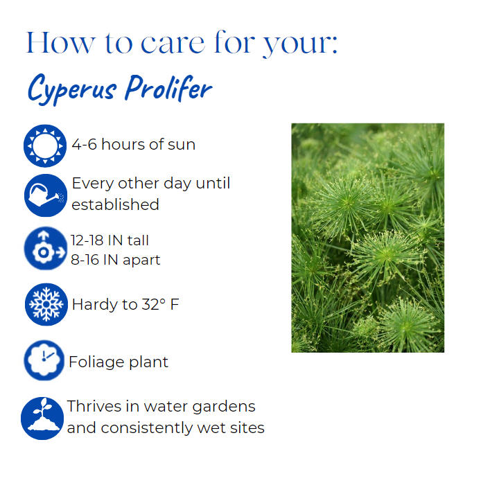 cyperus-prolifer-dwarf-papyrus