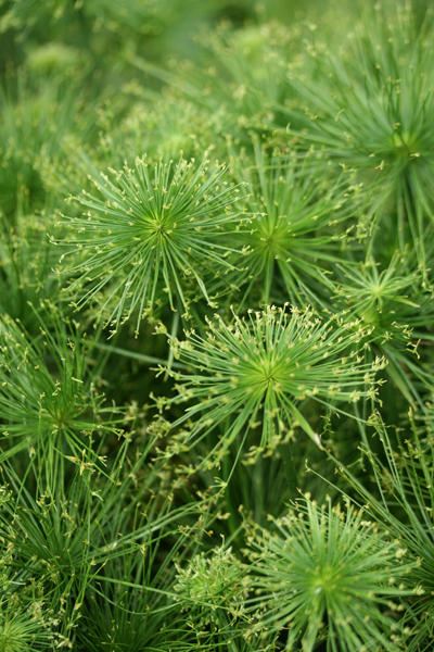 cyperus-prolifer-dwarf-papyrus