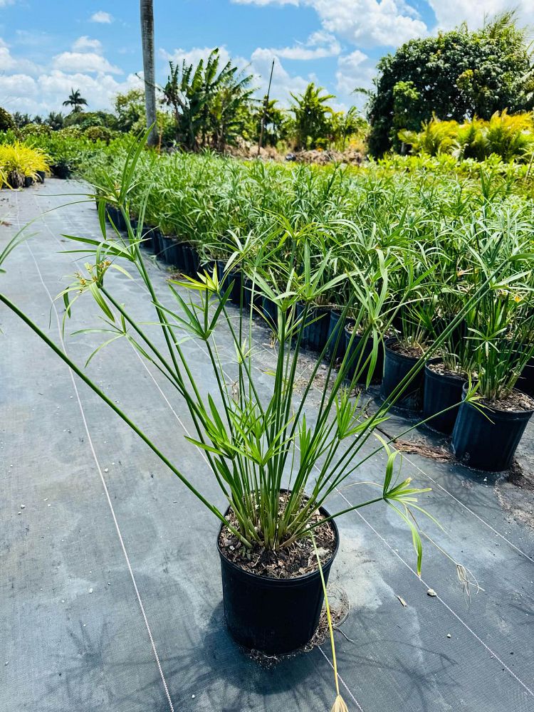 cyperus-wild-spike-papyrus