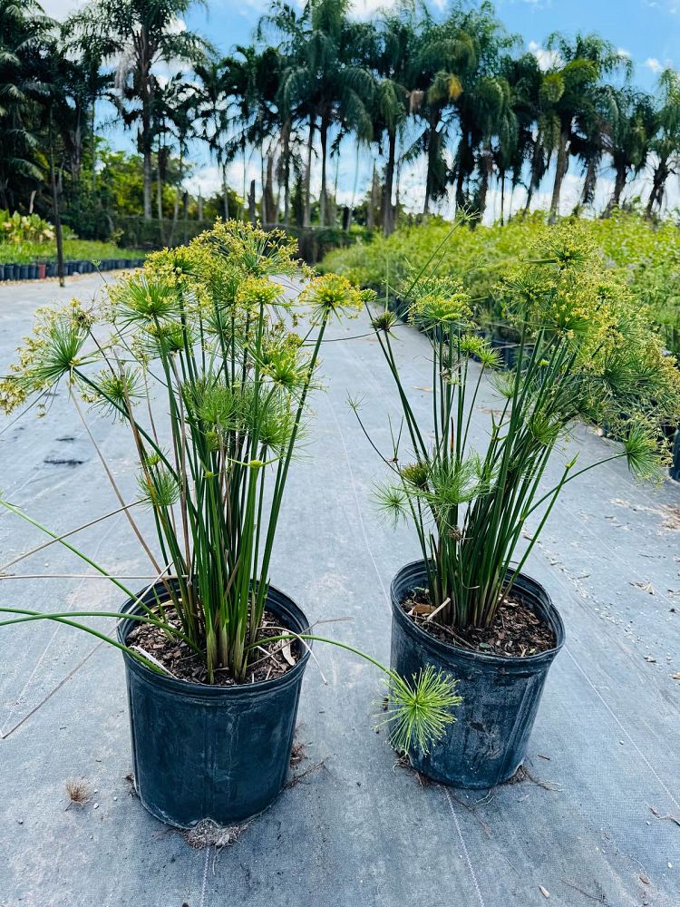 cyperus-wild-spike-papyrus