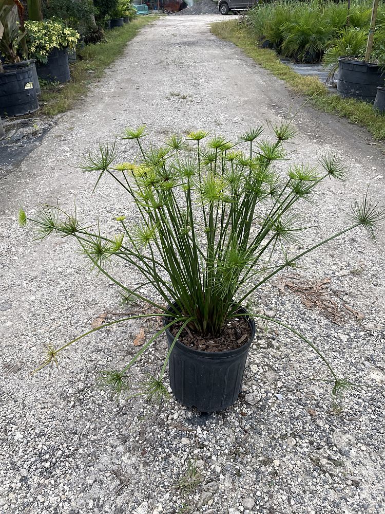 cyperus-wild-spike-papyrus