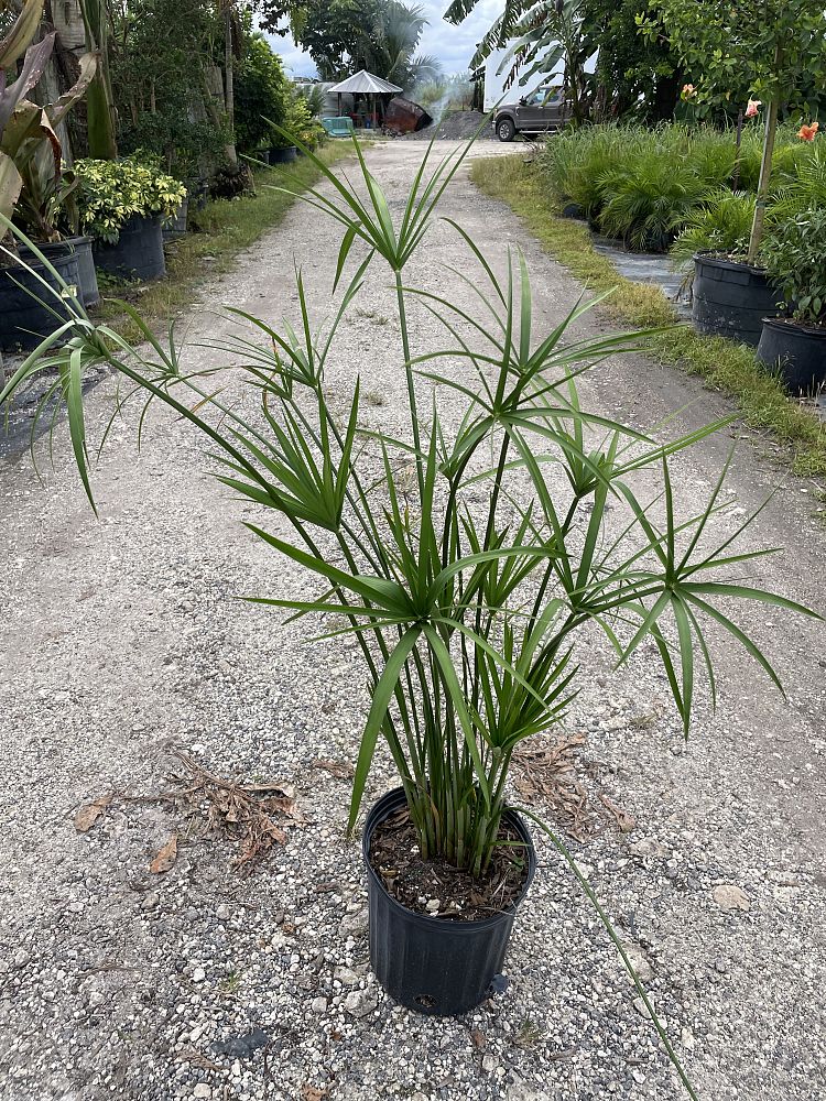cyperus-wild-spike-papyrus