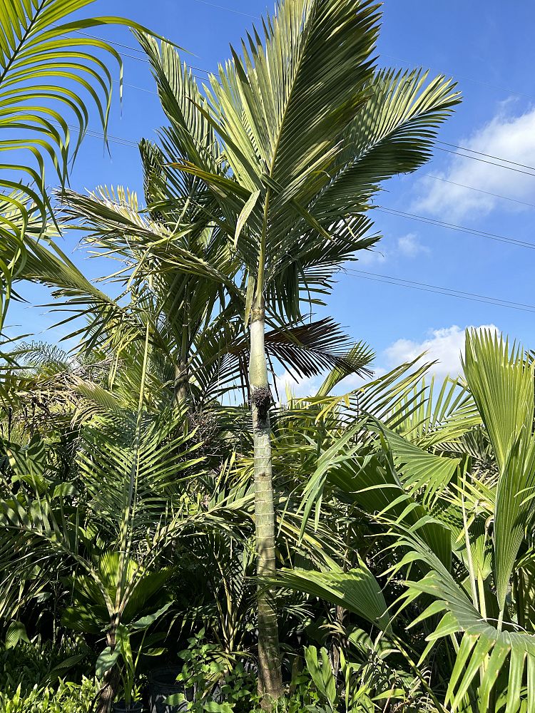 cyphophoenix-nucele-lifou-palm