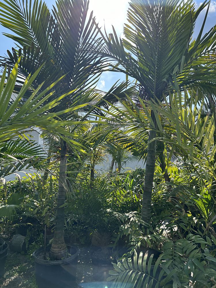 cyphophoenix-nucele-lifou-palm